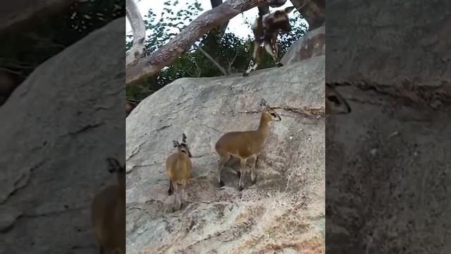 Видит око да зуб неймет - наглядно.