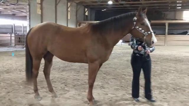 Emily Perkins - Western Showmanship