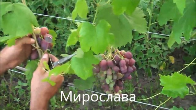 Мирослава