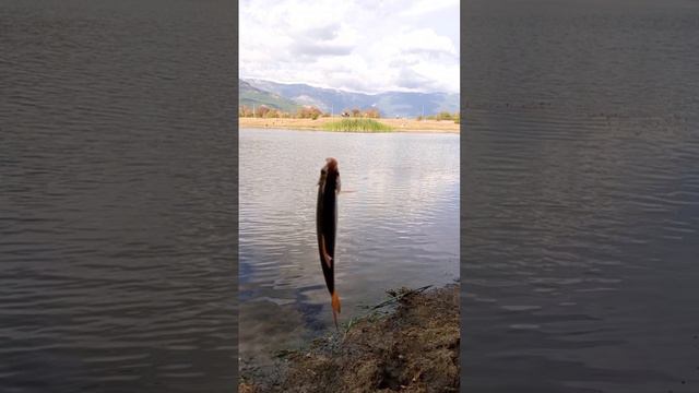 Пока море штормит порыбачил на озере.Рыбалка в Крыму Ялта.