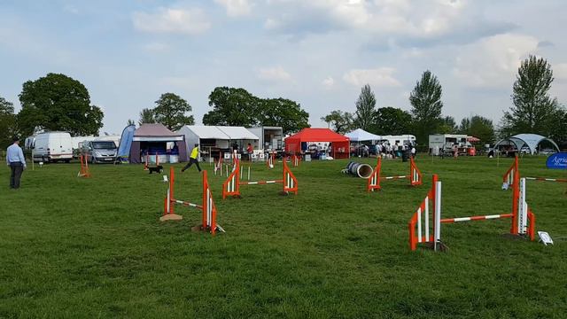 Elaine & Bean - 6/7 jumping Hatton Agility Festival