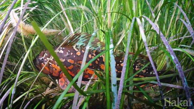 Hakai Wild: Rock Greenling