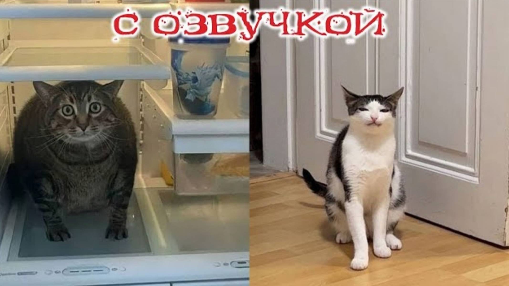 Приколы с котами Самая смешная озвучка животных СМЕШНЫЕ КОТЫ И СОБАКИ