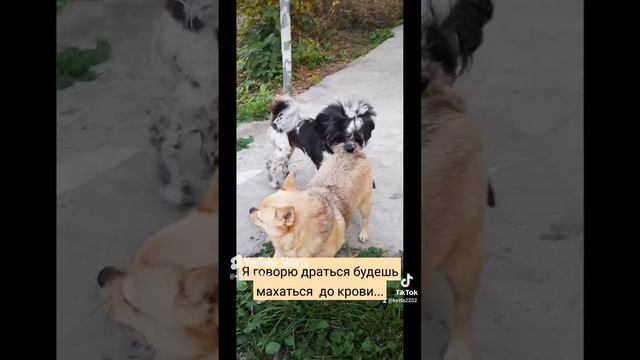 Чего-то не поделили 🤣🐶#любимыепитомцы #чихуахуа # смешныеживотные