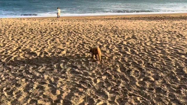 私待つわ🐩💓【歌ってみた/MV作ってみた】 あみん「待つわ」