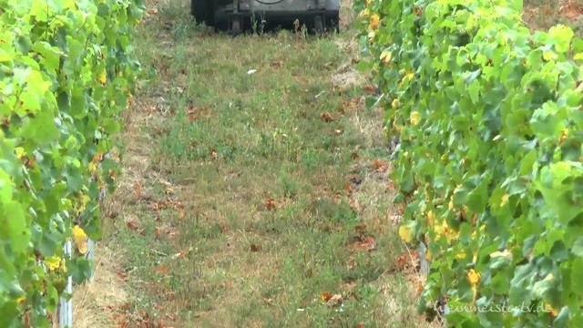 Weingut Albert Kallfelz