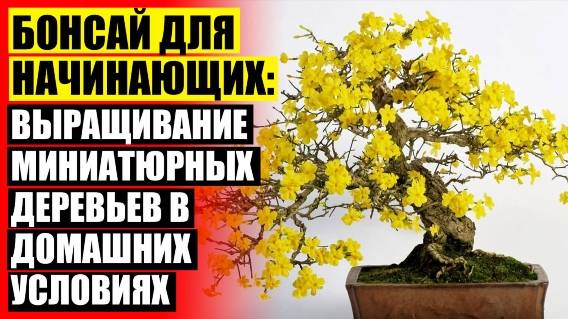 💡 Комнатные растения и цветы ☑ Бонсай в колбе 🎯