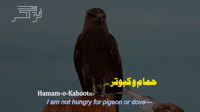 Shaheen | The Falcon | Allama Iqbal | Urdu Poetry | Allama Iqbal Shayari | Nawagar | Nadir Ali Khan