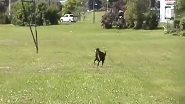 rosco and sam in the fild