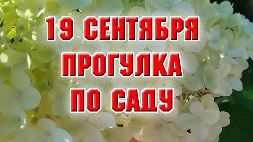 19 сентября. Любуюсь цветами