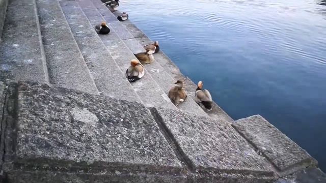 NUNGGUIN BEBEK LIAR YANG LAGI BERANAK DAN IKAN NYABEK DISUNGAI ZURICH BY AJI BRAM ZURICH