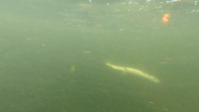 Summer Steelhead, Chinook Jack Salmon, Cutthroats. NW ,Oregon