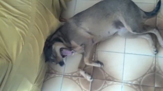 Cachorrinha Suzi tomando bronca!