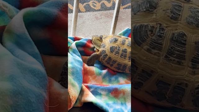 Tortoise Knows it’s Spring #patrickswayze #tortoise #tortoiselove