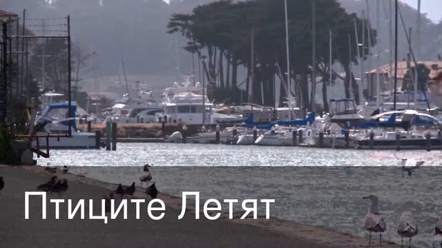 Птиците Летят