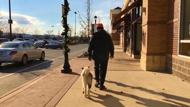 Bethlehem Dog Trainers: Off Leash K9 Training ||| 6 month old Akita, Golda