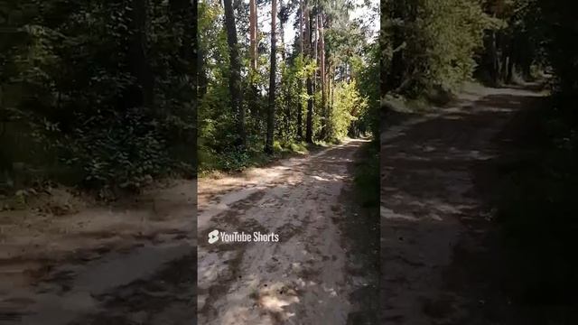 Лес! 😊.mp4