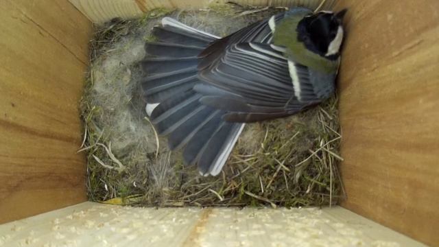 Синица защищает кладку яиц ( Parus major )