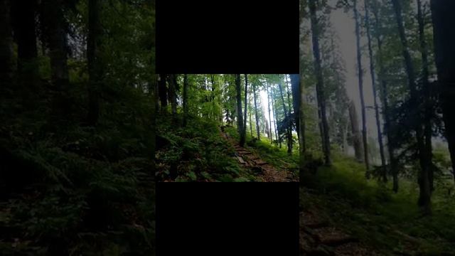 лес, горы, прогулки