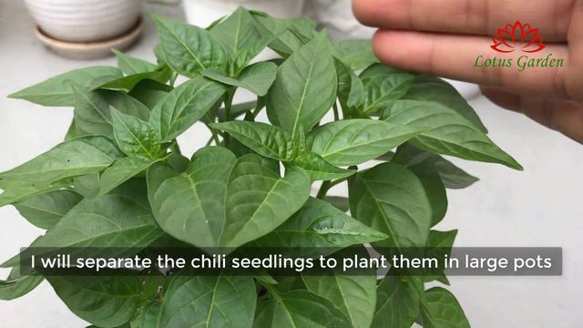 How to grow chili peppers from seeds, easy for beginners