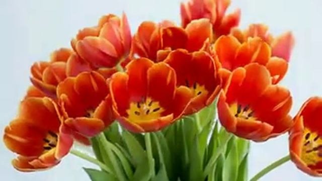 Tulip