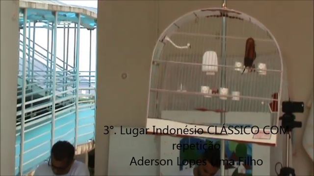 3°  Lugar Indonésio CLÁSSICO COM repetição Aderson Lopes Lima Filho