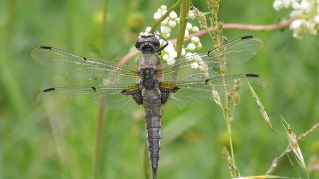 Стрекоза. Плоскобрюх четырёхпятнистый ( Libellula quadrimaculata )