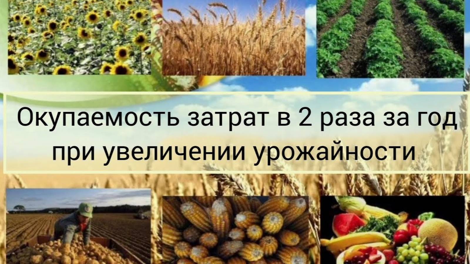 И такое бывает! Прибавка урожая и окупаемость более чем в 2 раза!