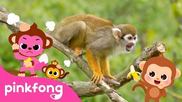 Boom Cheeky Cheeky Baby Monkey | Kids Nursery Rhyme | Pinkfong Ninimo