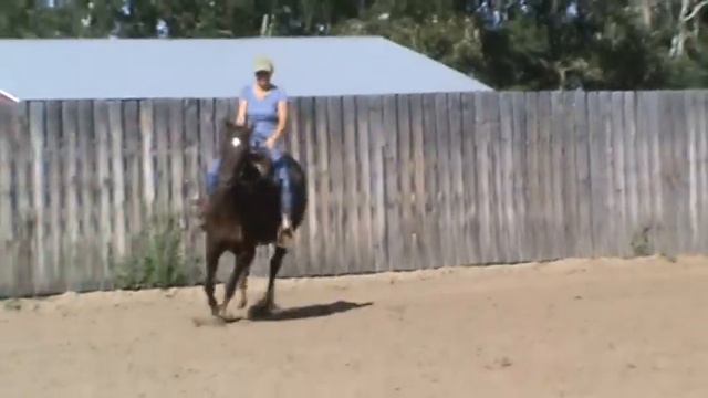 Shes Happy N Wright  AQHA Mare