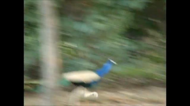 Peacocks Running, Flying and dancing in my Garden.