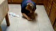 Hearthside's Padre - Puppy Personality Test