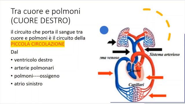 La circolazione e la respirazione