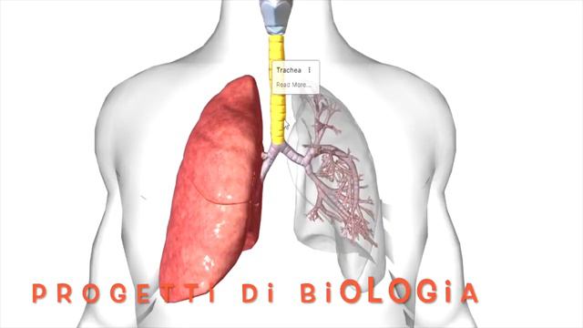La didattica a distanza alla scuola superiore