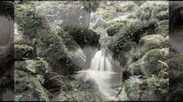 Moss Meditation - Relaxing Music - Bird Song Sounds - Lush Moss Imagery - Calm - Relax - Meditate