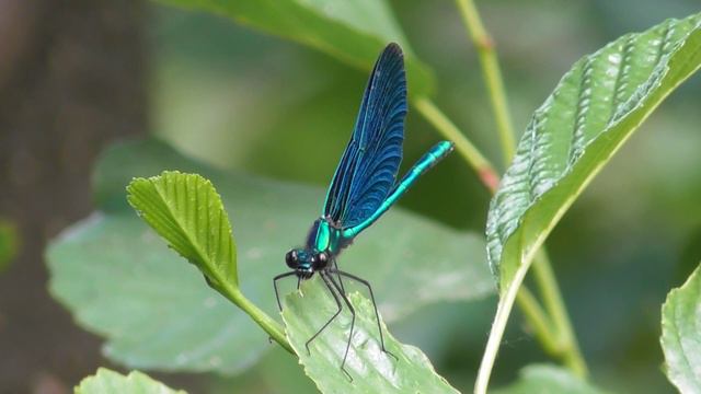 Стрекоза.  Красотка-девушка  ( Calopteryx virgo )