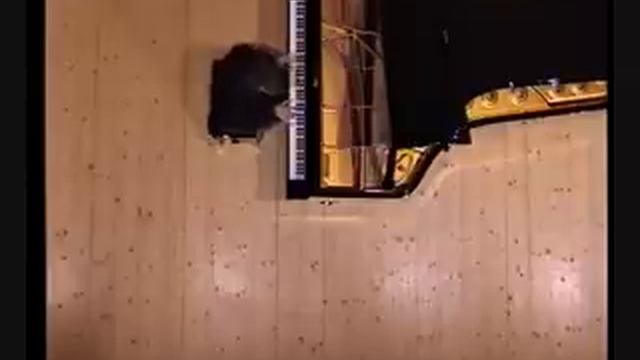 Markus Groh spielt Franz Schuberts Impromptu Es-Dur D 899/2