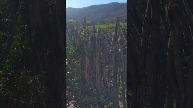 Antonio Flavio Localidade De Moreira UMIRIM  Tirando Leite Da Vaca