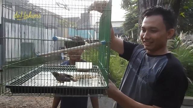 ANEH..! KOK ADA BRANJANGAN LIAR TIBA-TIBA KE AVIARY ❓