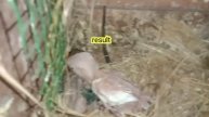 Albino red eye into green fisher|how to produce albino red eyes with cheaply