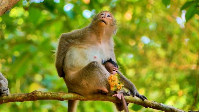 Eden Is So Cute, Try Hugging Mom And Getting Her Milk Off Tree