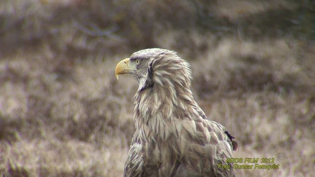 HAVSÖRN  White-tailed Eagle  (Haliaeetus albicilla)  Klipp - 1812