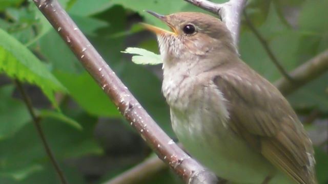 Соловей   ( Luscinia luscinia )