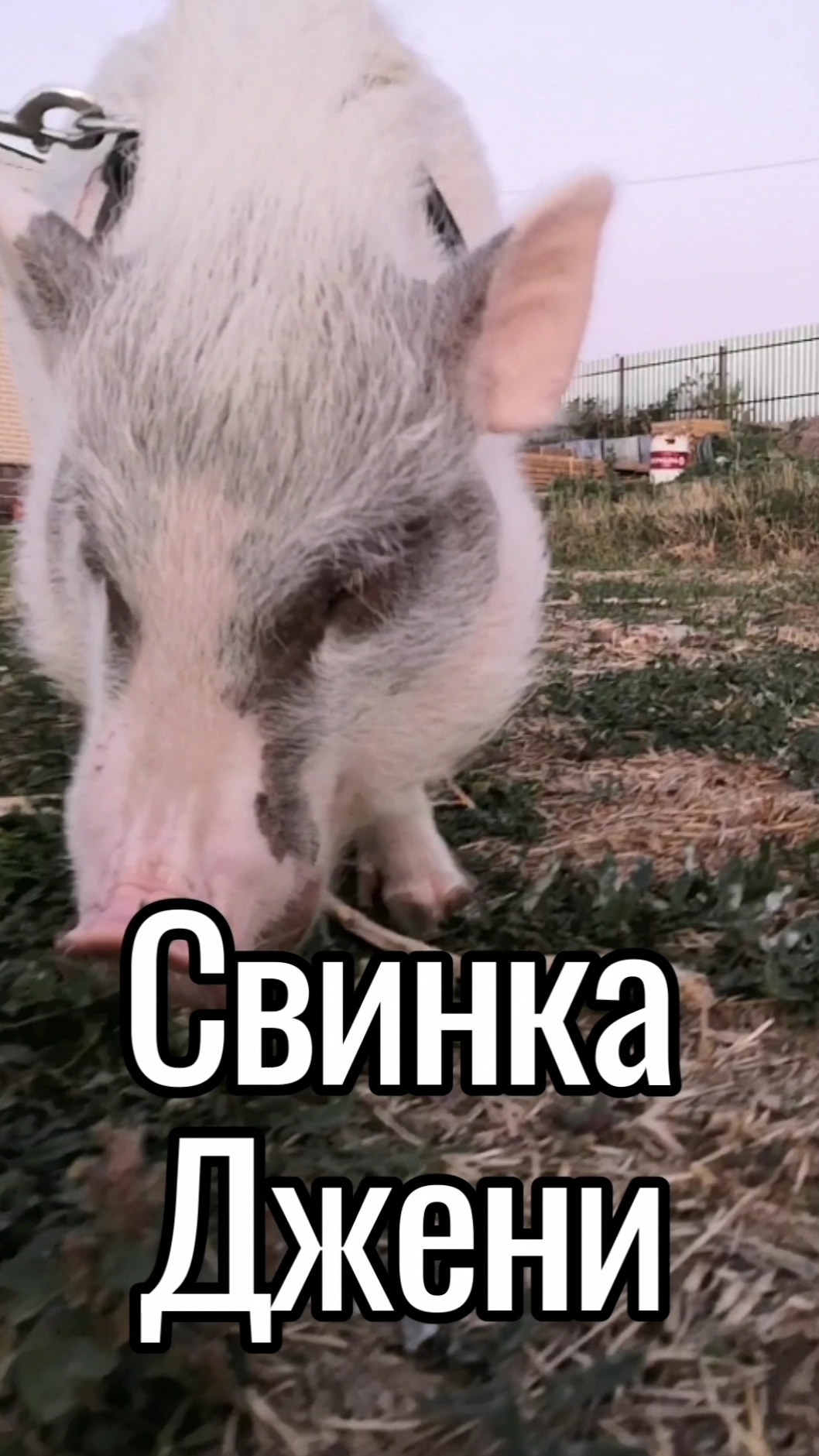 Свинка Джени