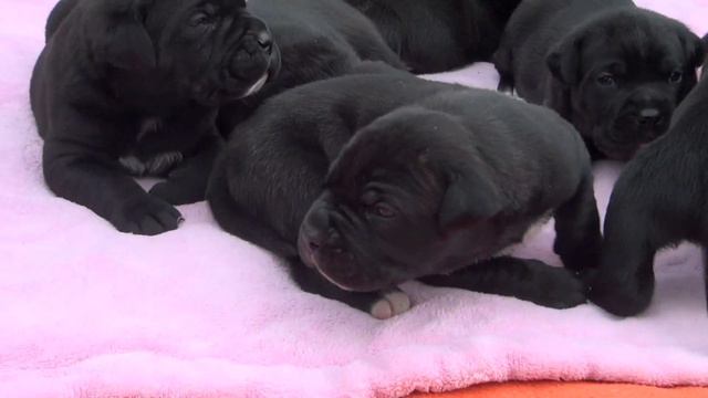 Unsere 19 Tage alten Cane Corso Welpen aus Emma & Paolo.