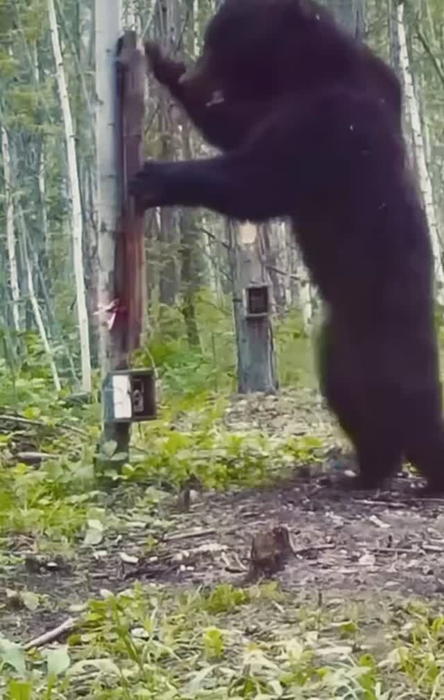 Бурый мишка впервые увидел свое отражение в зеркале🐻