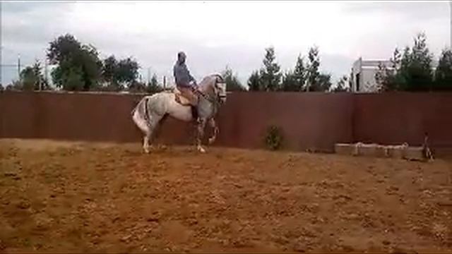 Viriato лузитано на продажу www.spanishhorse.ru