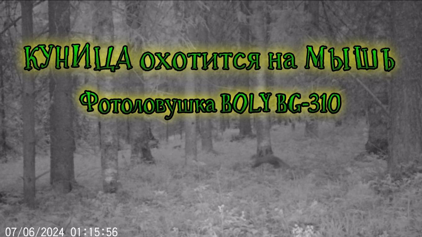 Куница охотиться на мышь. Фотоловушка BOLY BG-310