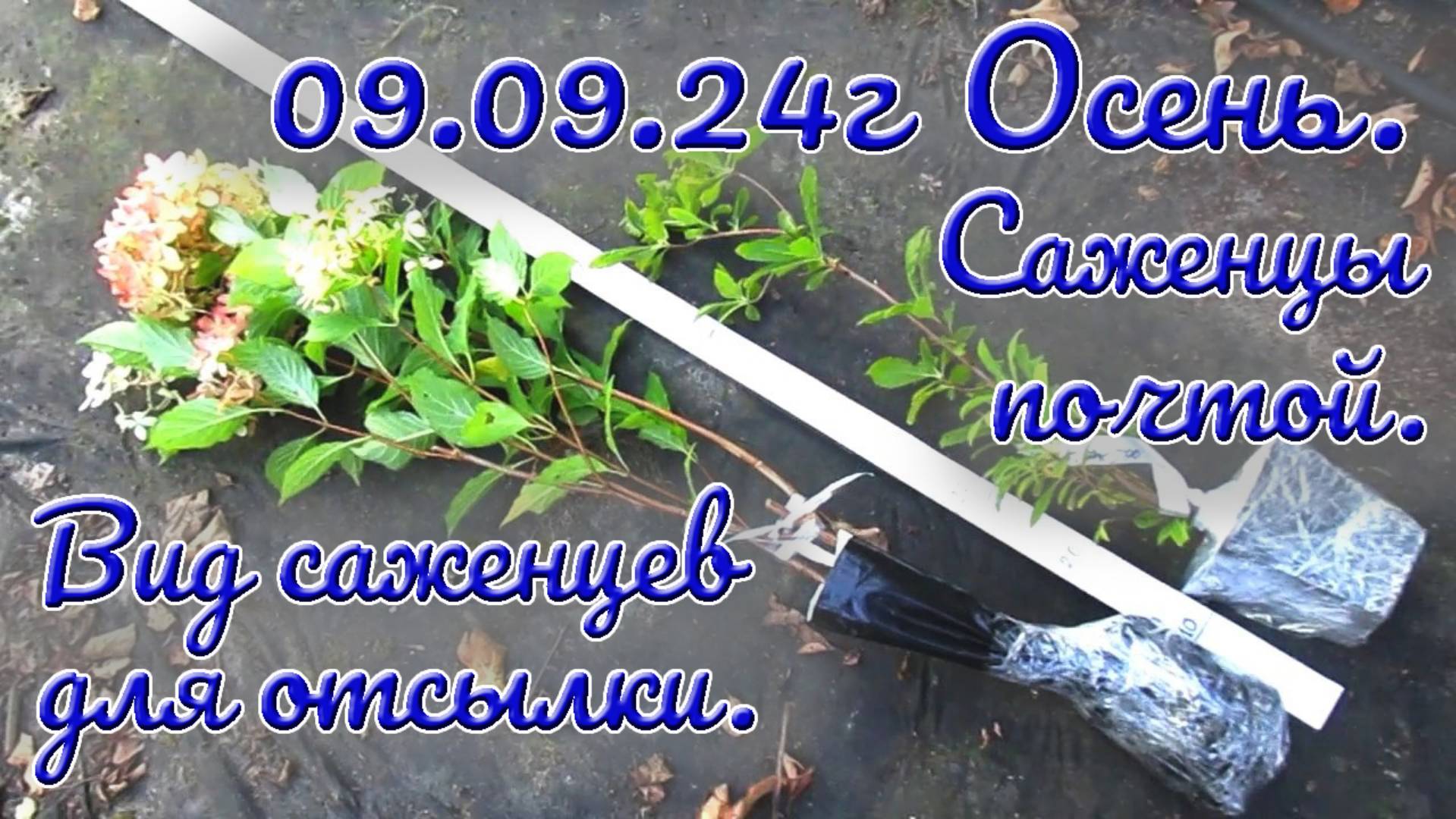 09.09.24г Осень. Саженцы почтой. Вид саженцев для отсылки.