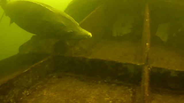 Tauchen Lomecek November 2017